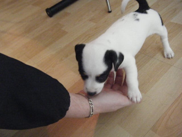 Idée de nom pour un chiot femelle