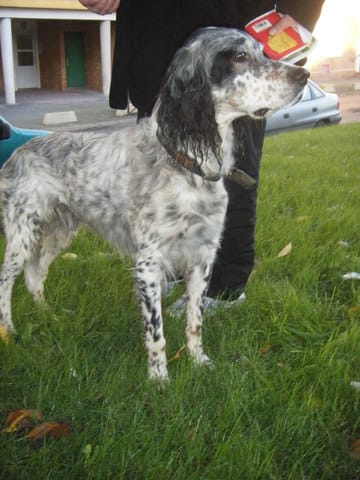 Trouvé chien dans le 62 ! 