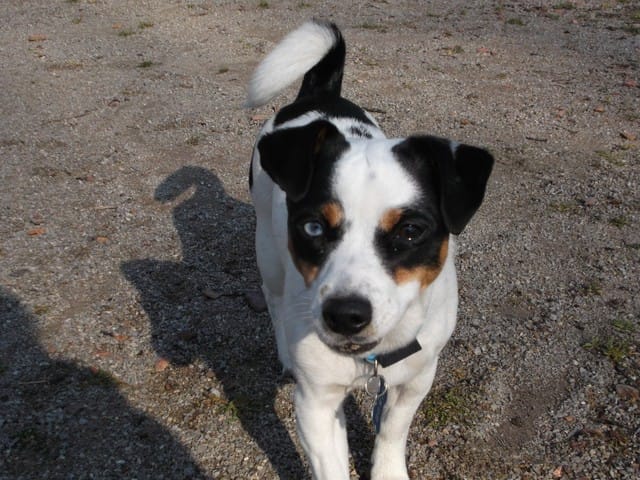 Ma chienne est traumatisé par les enfants ! 
