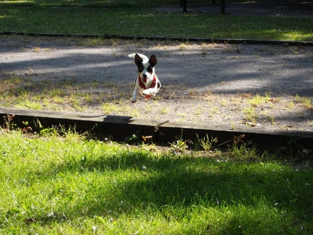 Ma chienne est hyperactive ! 