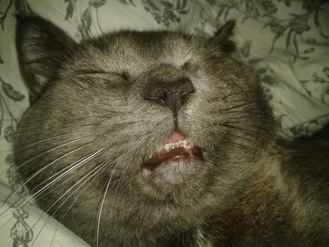 Drole d'animaux!
