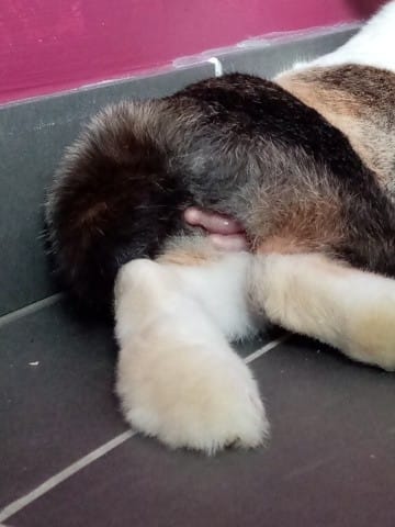 chose bizzare au derrière