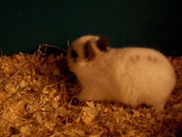 Photos Lapins nains ou autre lapins