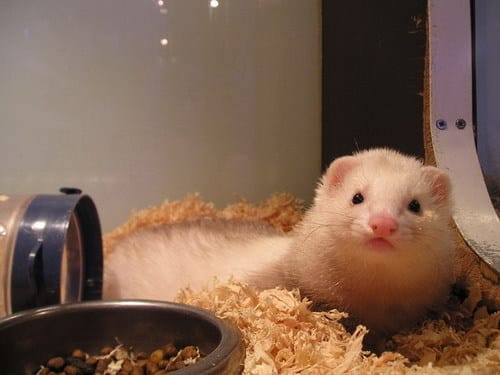 Photo de mon furet