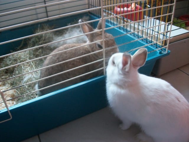 Chouquette la lapine et ses petit