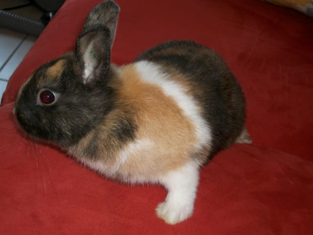 vaccin-lapin