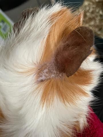 Taches derrière l’oreille