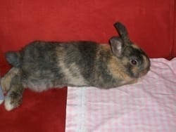 Comment amuser mon Lapin ??