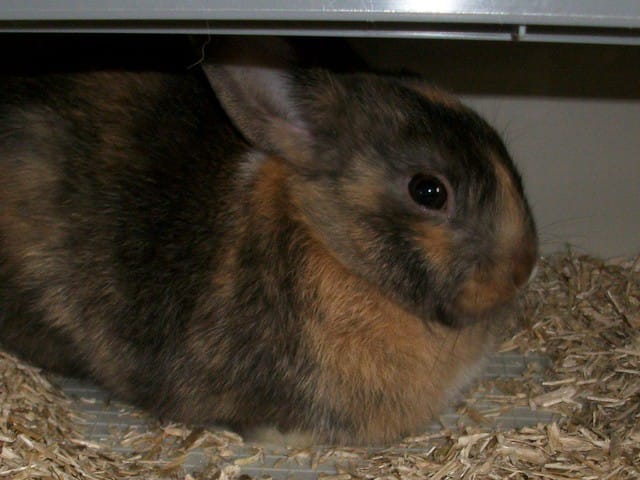 Peut-on emmener un lapin nain en vacances ?