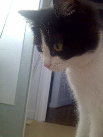 R.I.P ma willow 