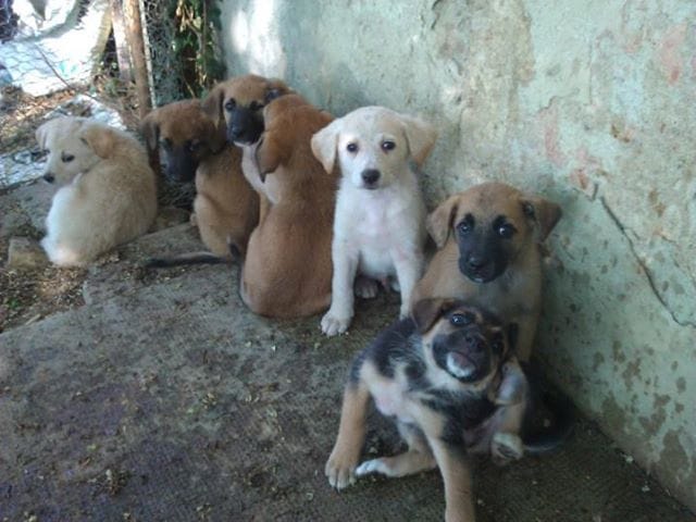 Chiots type "Berger" à adopter urgemment à Montpellier