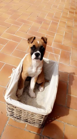 Présentation de mes animaux et moi même