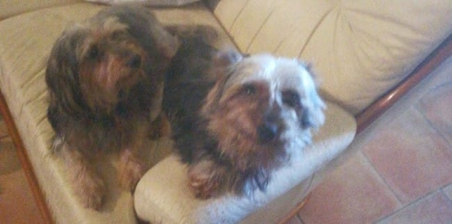 avis sur race de mon petit chien femelle