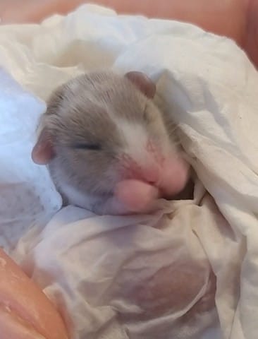 Donne 2 souris femelles ( bebe ) 🐁