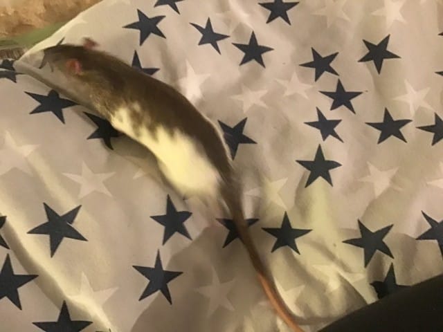 Aménagement cage tower