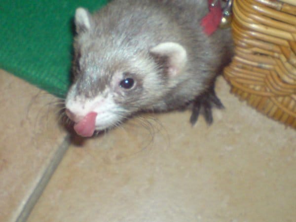 Forum furet