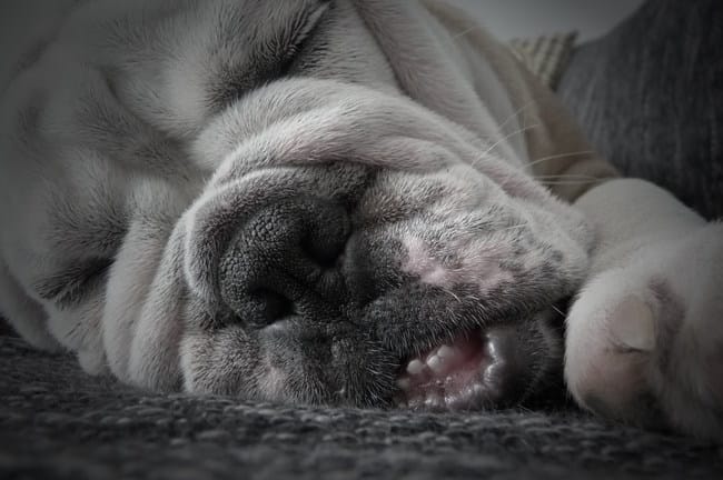 Regroupement de chiens pour promenade (68)