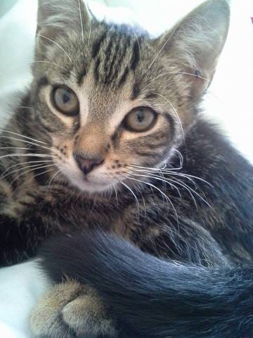 HELP Mon chaton sera t-il a poil court ou mi-long ?