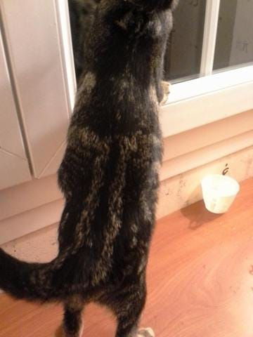 Une BOULE sur le ventre de mon chaton !!!
