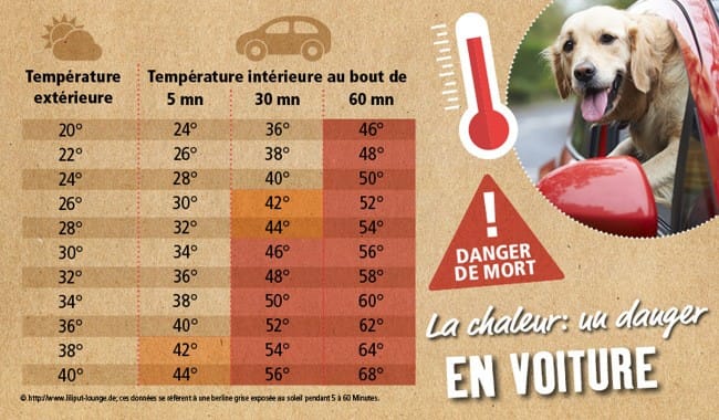 Que faire si on trouve un chien dans une voiture en plein soleil