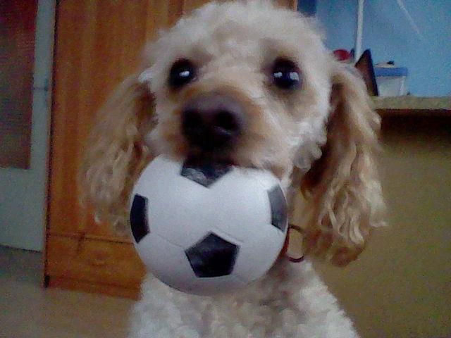 Bijou, ma chienne adorée.