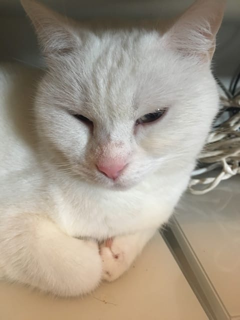 Truffe chat inquiète