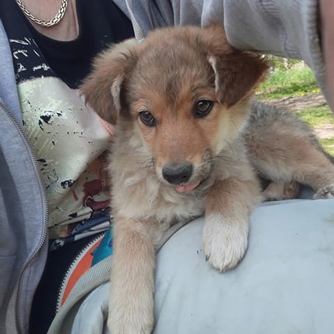 Estimation poids chien