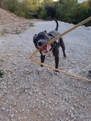 Mon Staffie aboie et montre les babines