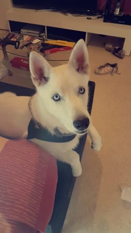 Des nouvelles de Démon mon Husky