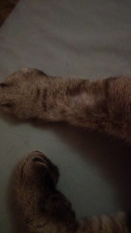 Chat, cas particulier se mordille les pattes avant