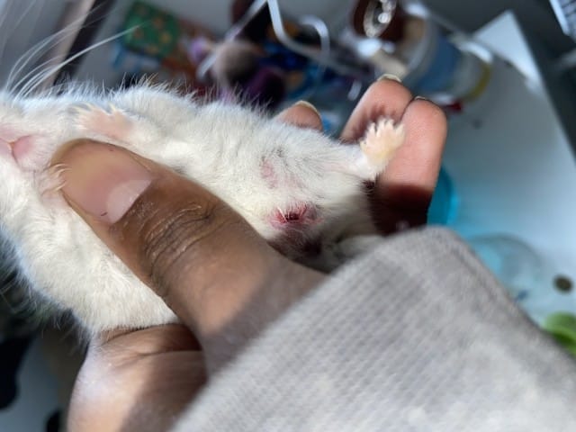 Petite storie de nos rongeurs.