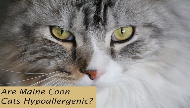 Are Maine Coon Cats Hypoallergenic?