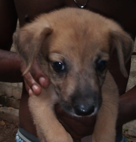 J'aimerais savoir quelle race de chien c'est