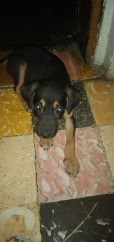 C'est quoi comme chien?