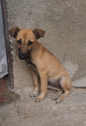 malinois croisé Black Southern cur
