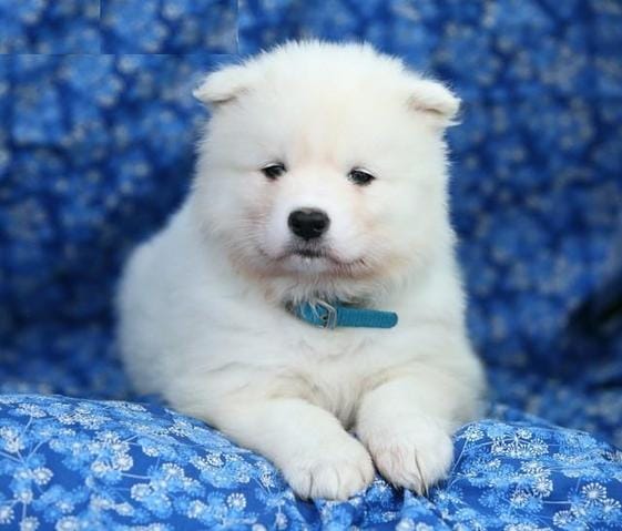 Quelle est la race de ce chien ?