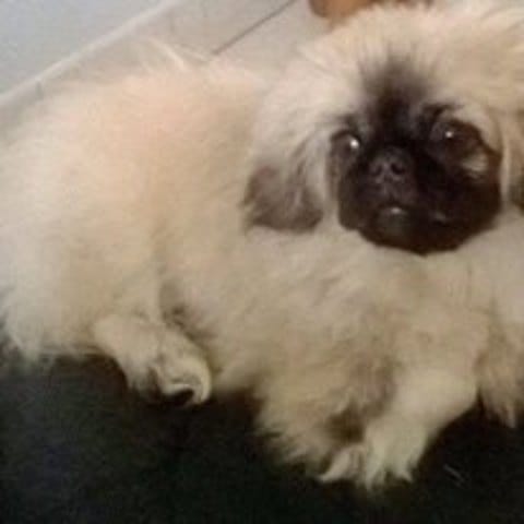 Perdu IDEFIX chien mâle