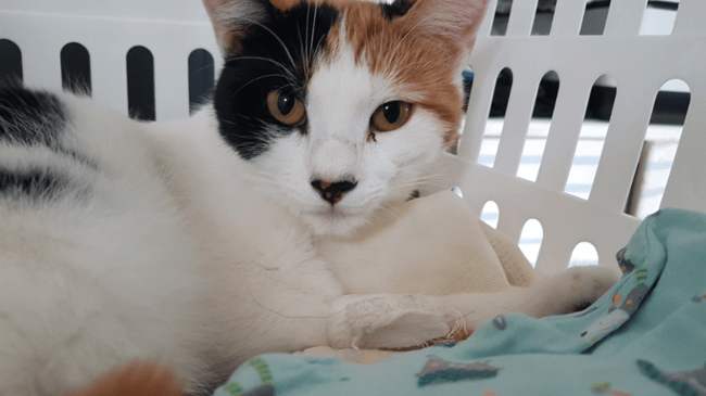 URGENT - Notre chat à besoin d'aide!