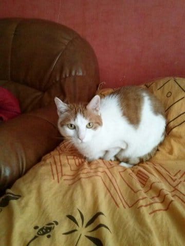 Un chat de 6 ans  va t il accepter un chiot ?