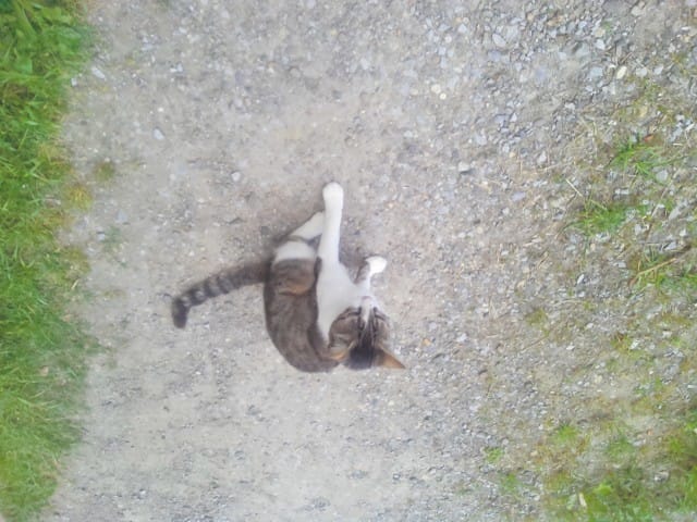 Mon chat fait que partir