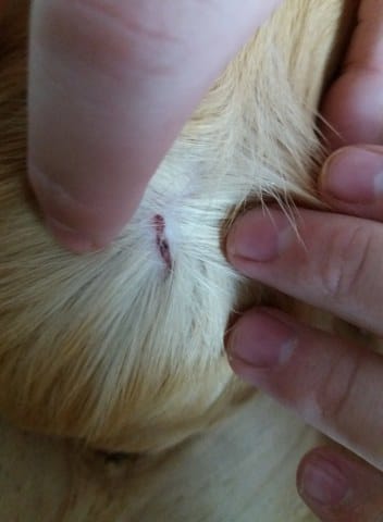 Blessure étrange