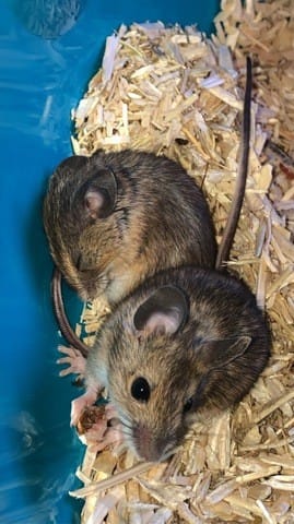 Rongeur sauvage a la maison, de quel espece il s'agit ?