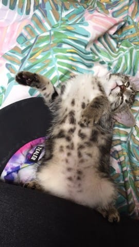 Conseil pour bien s'occuper de son chaton et idée de nom!