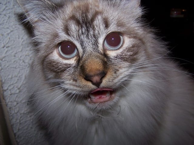 Les photos de vos animaux qui vous font rire :)