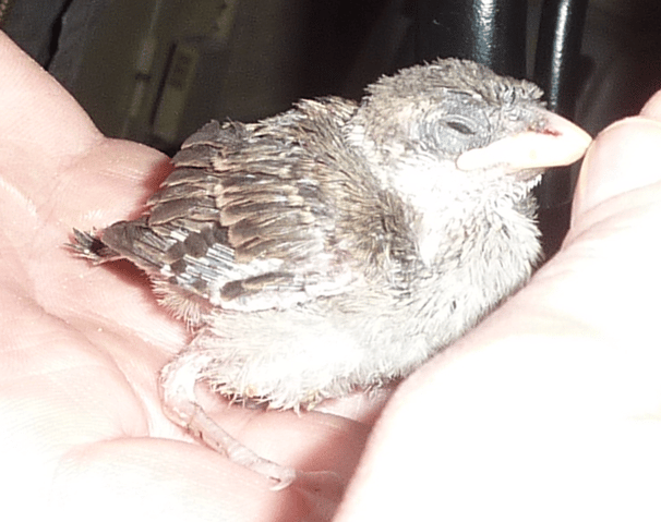 Oiseau recueilli URGENT