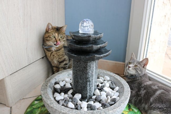 Fontaine à eau pour chat raccordée à votre réseau sanitaire. Abreuvoir pour chat