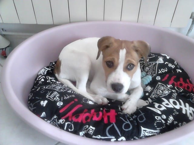 Quelle croisé pour ma chienne adopté type beagle ..