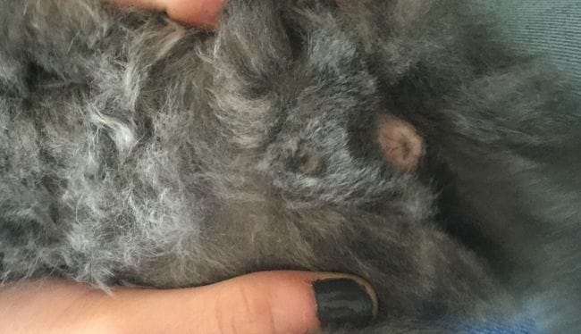 Besoin d'aide pour le sexe du Chaton Mâle Ou Femelle ?