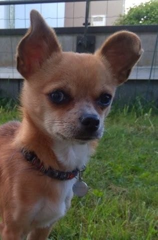 donne jeune chihuahua mâle 9 mois