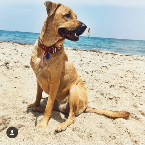 Quelle est cette race de chien ?